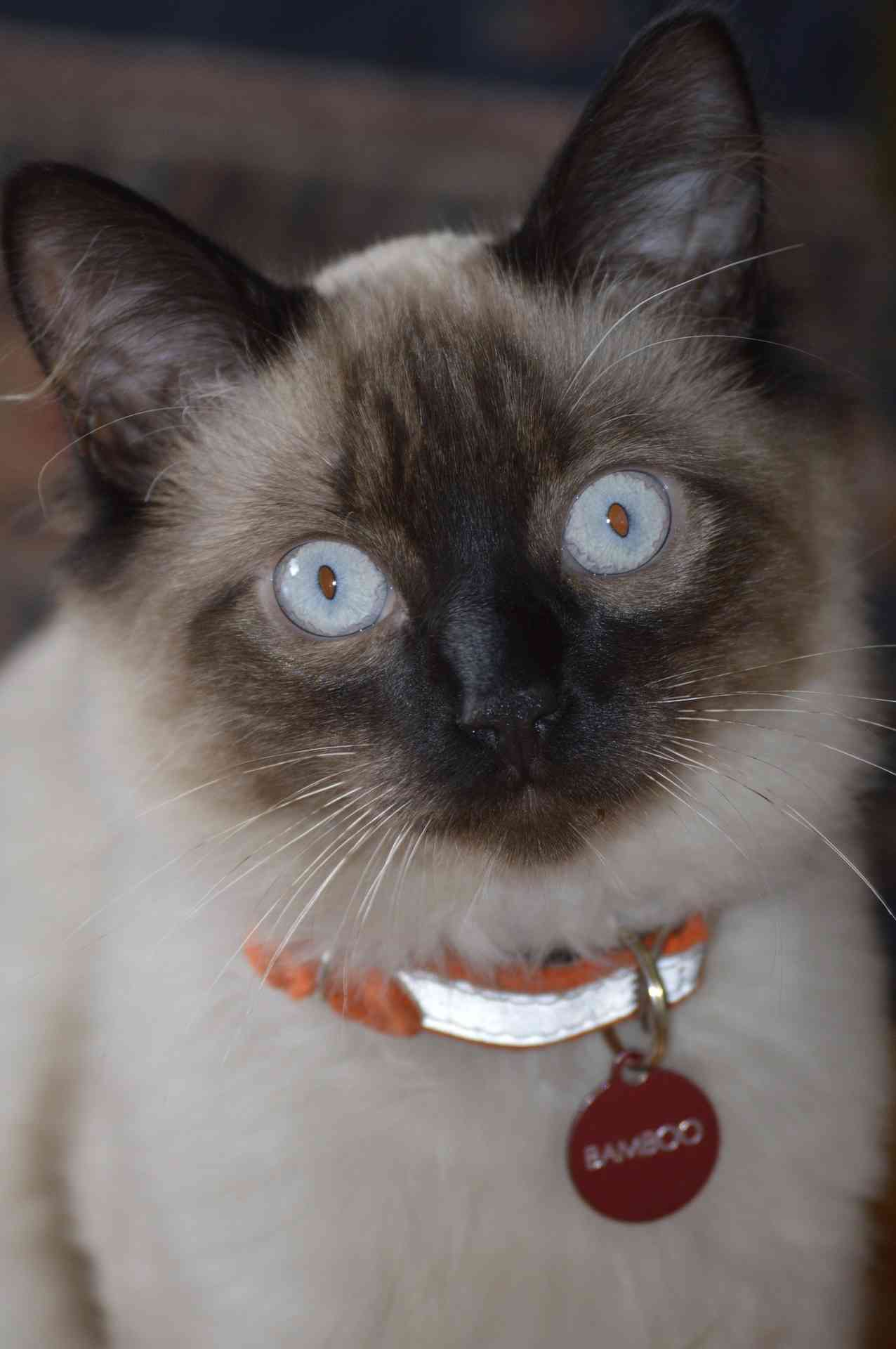 балинезийская кошка с ошейником