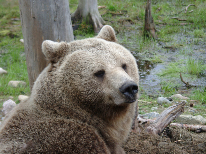 Медведь в лесах Карелии