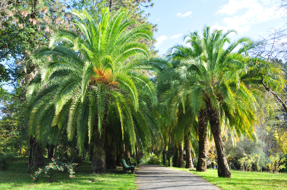 Роскошные пальмы в Ривьере