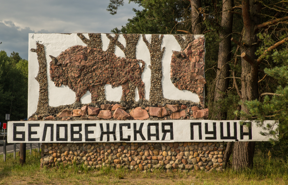 Мы к тебе приезжаем, Беловежская пуща! Что посмотреть в главном заповеднике Беларуси