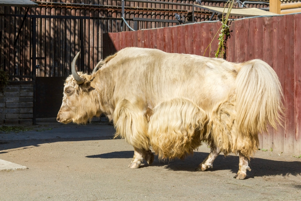 Большой домашний як в Московском зоопарке