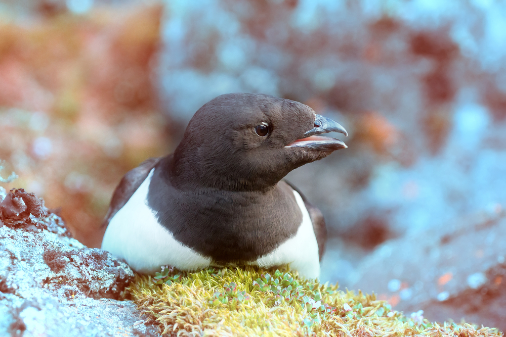 Птицы Арктики