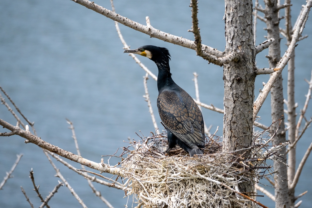 Гнездо чёрного баклана