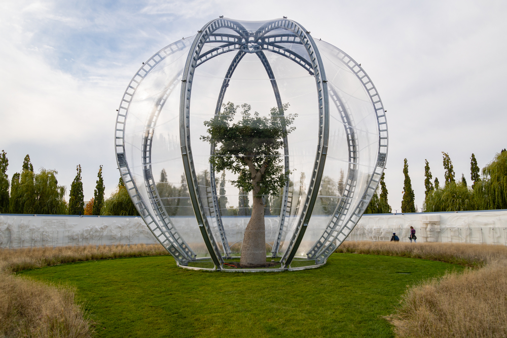 Бутылочное дерево в парке Галицкого