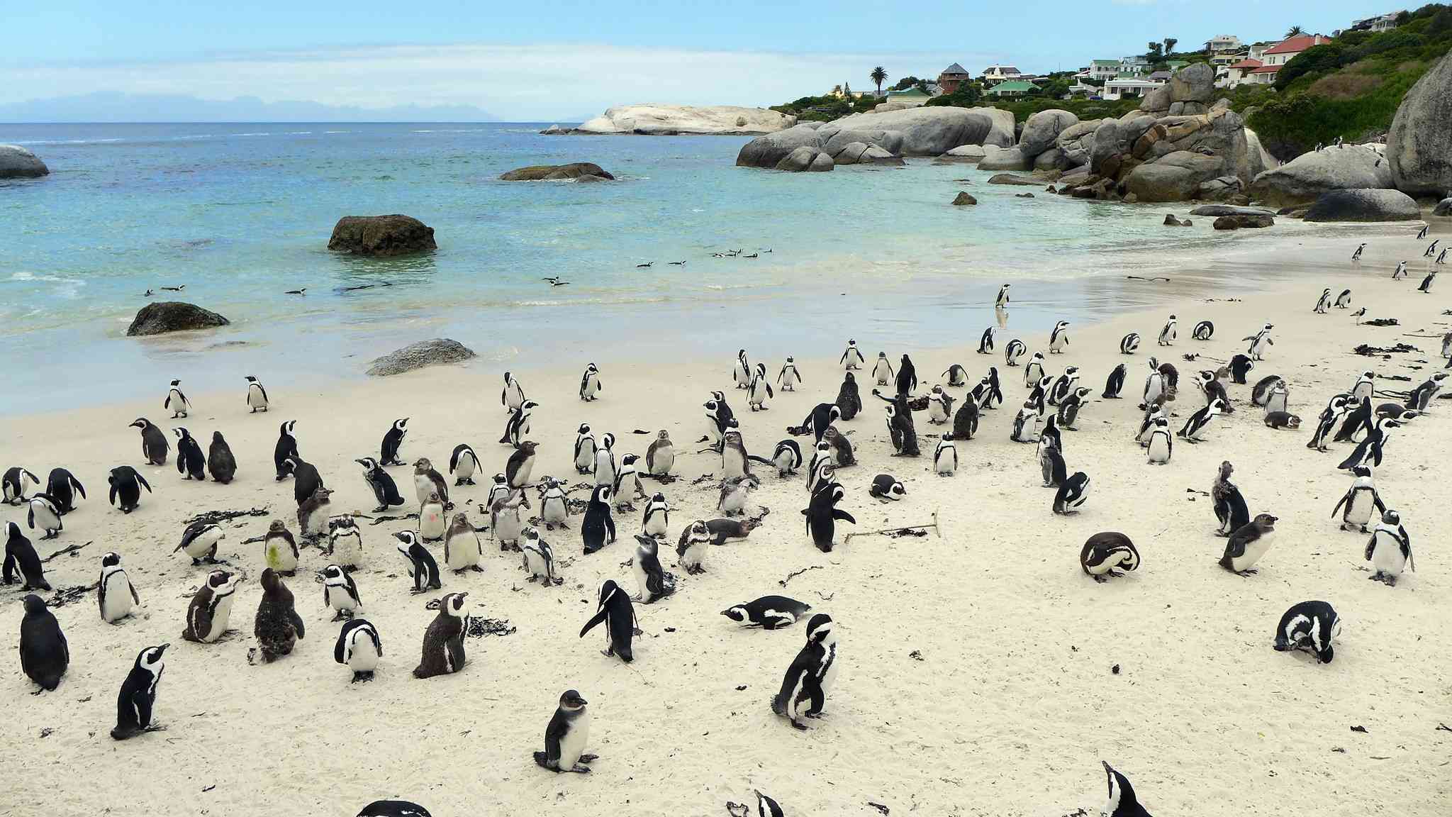 Вид сверху на красивый тропический пляж Болдерс в ЮАР и его пингвинов
