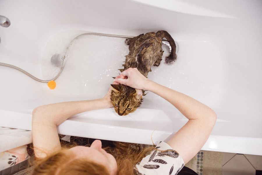 Девушка купает кошку в ванной
