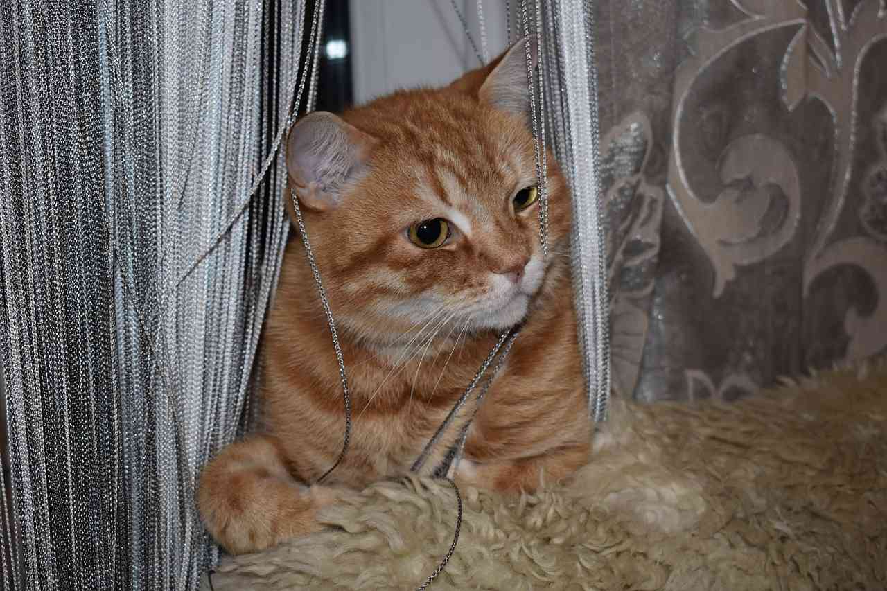 Рыжая кошка играет с веревочными шторами