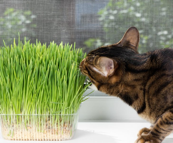 Домашняя кошка ест специальную траву на подоконнике