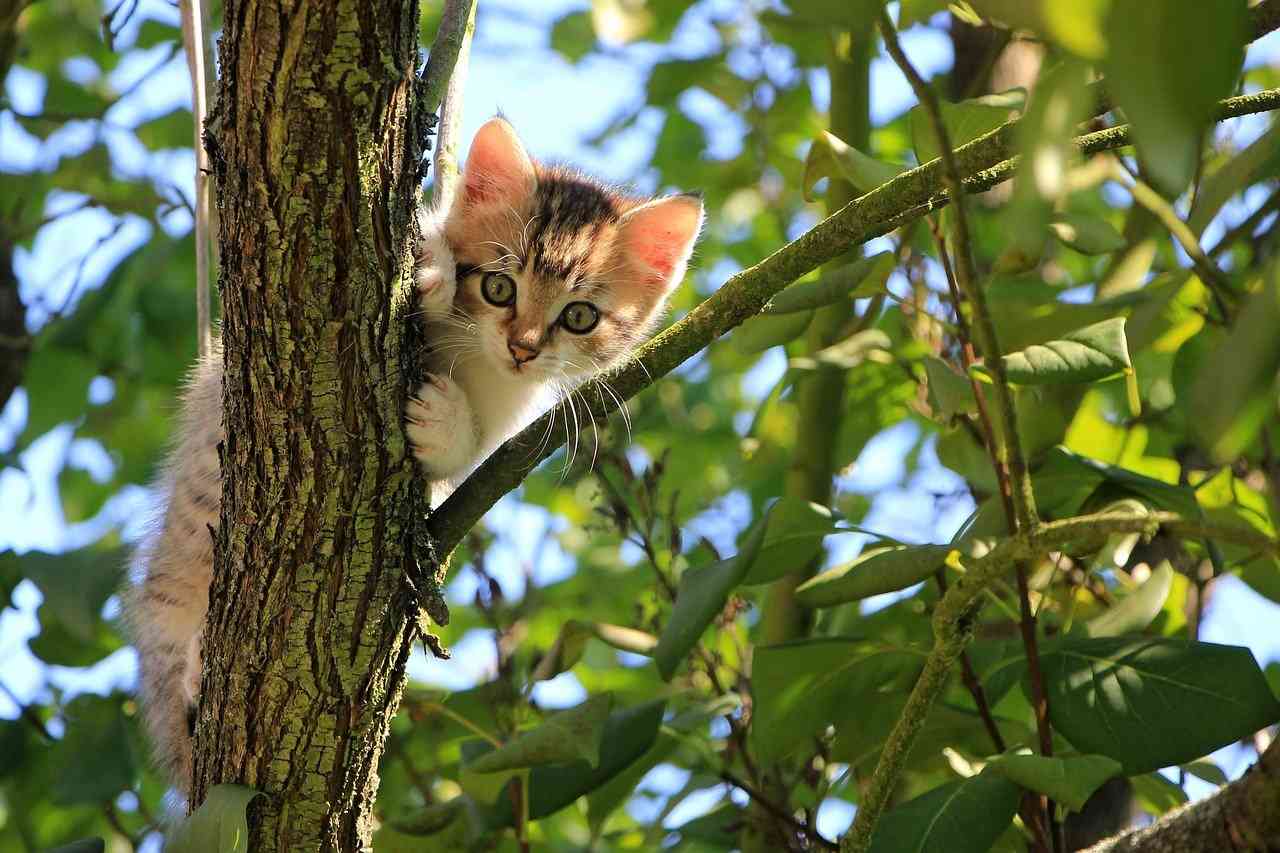 Маленький испуганный котенок на ветках дерева