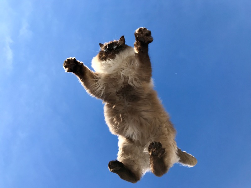 Прыгающий кот в воздухе