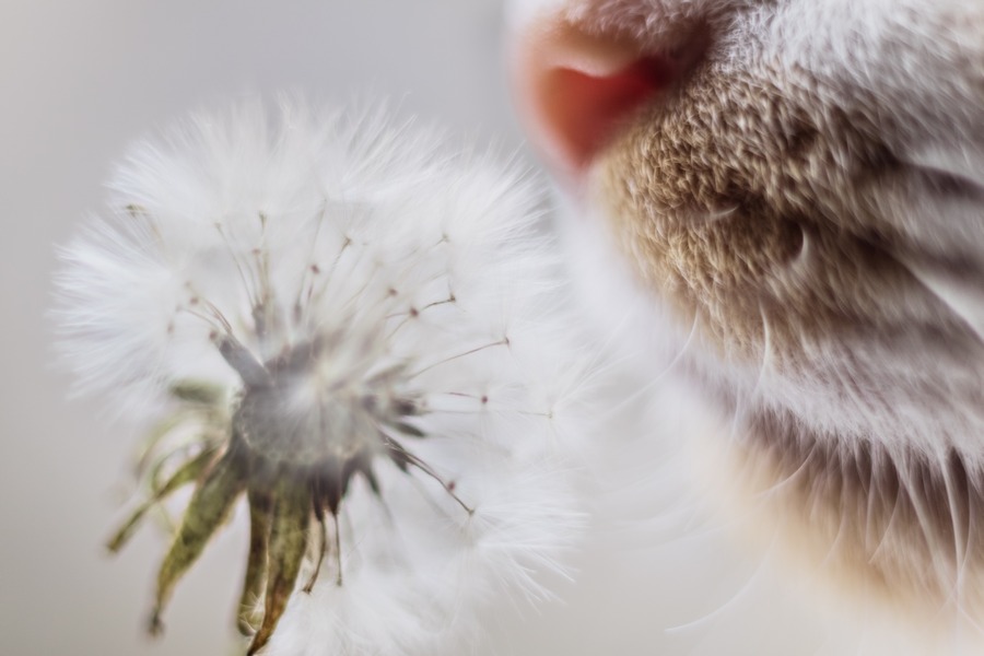 Какие запахи человек и кошка воспринимают по-разному?