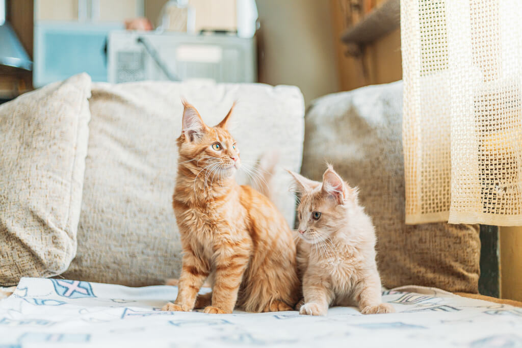 Две кошки на диване