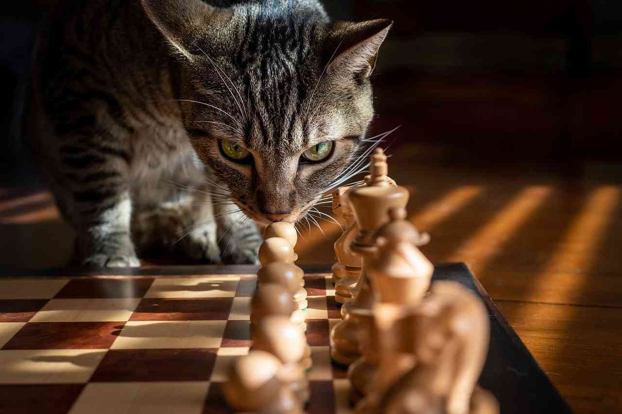 Кошка нюхает шахматы на доске