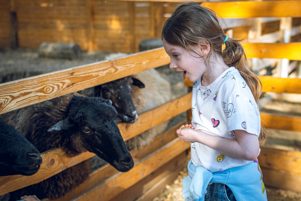 Городская ферма на ВДНХ - куда сходить с детьми