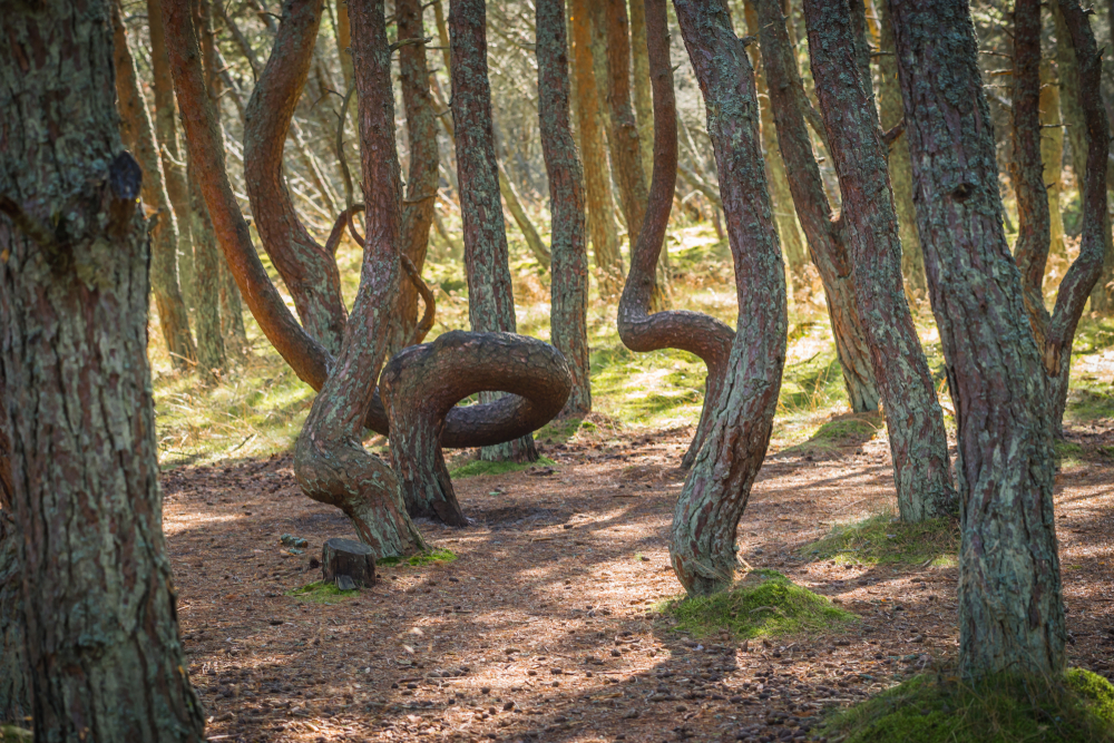 Танцующий или пьяный лес в Куршской косе