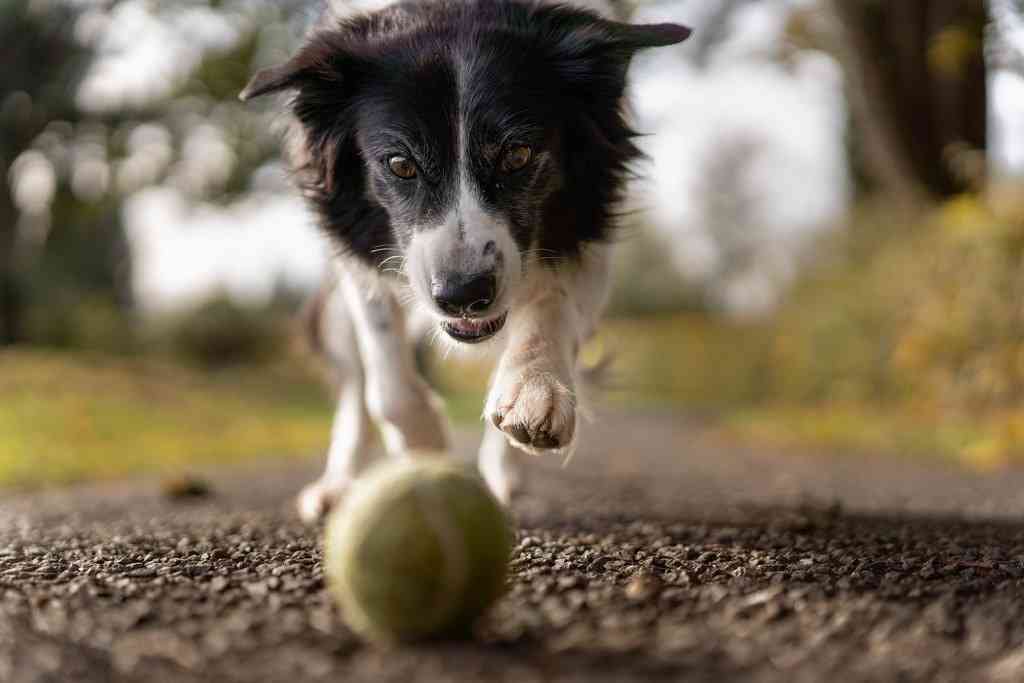 Собака играет с мячиком на улице