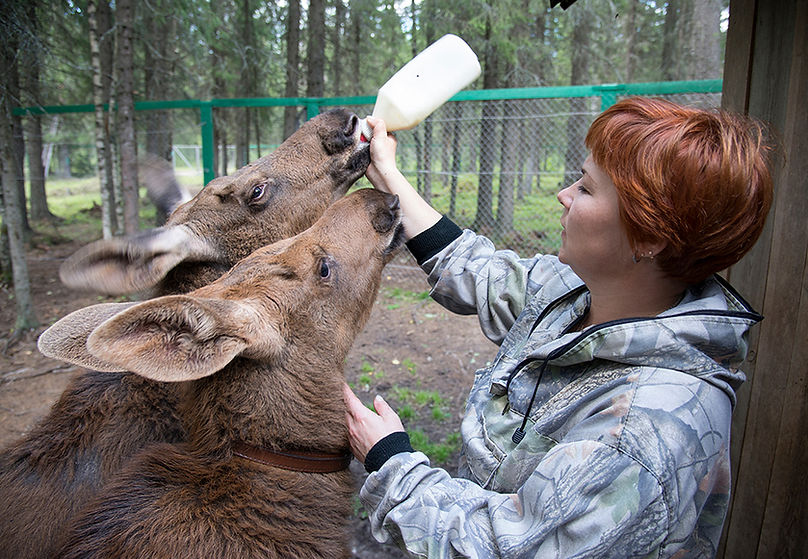 Кормление лосят на лосеферме в Печоро-Илычском заповеднике