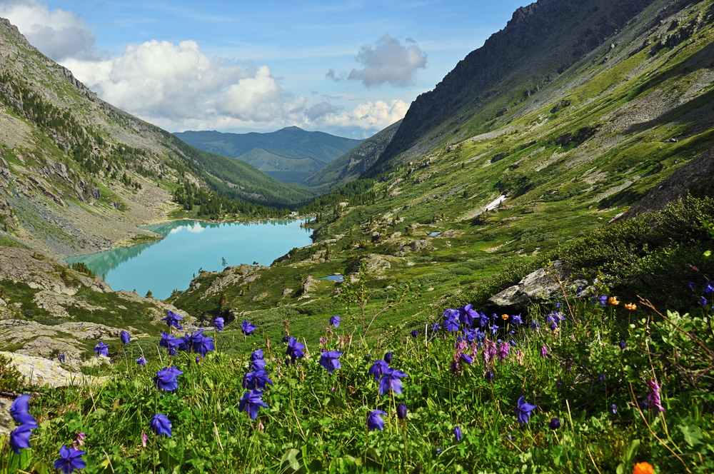 Цветы на склоне озера на Алтае