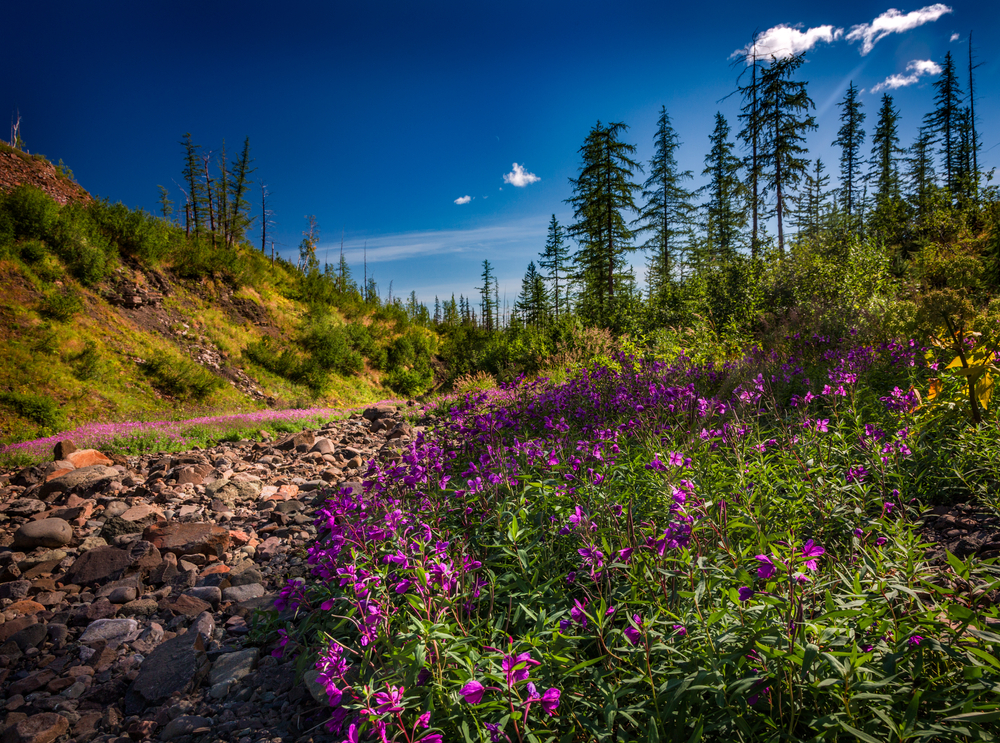 Цветы на плато