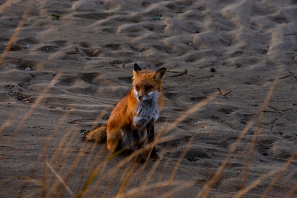 Лиса на Куршской косе