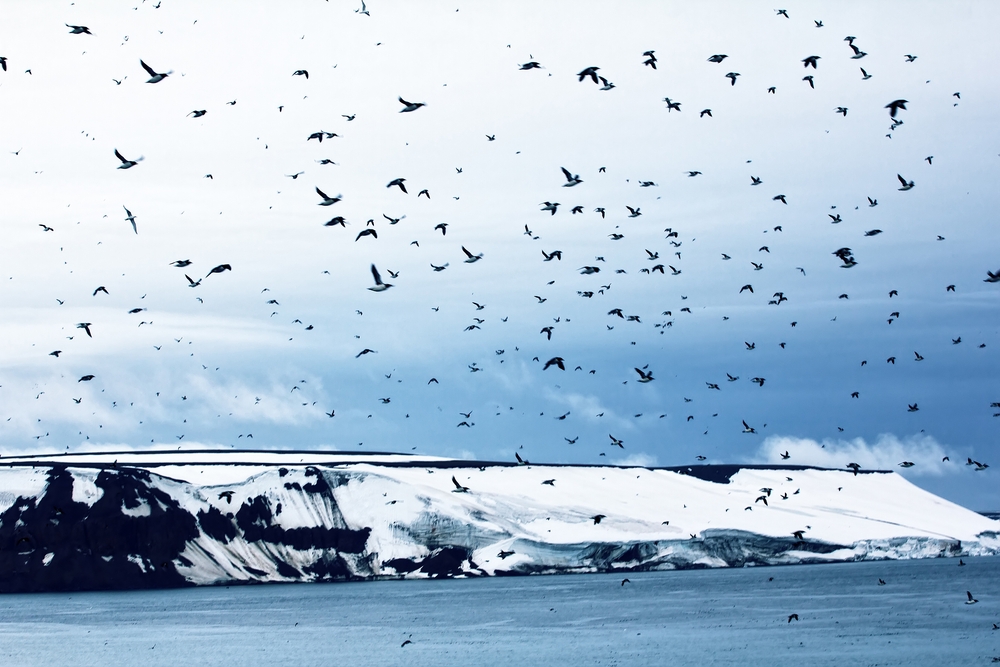 "Заглянуть за": Земля Франца-Иосифа – крайний север России