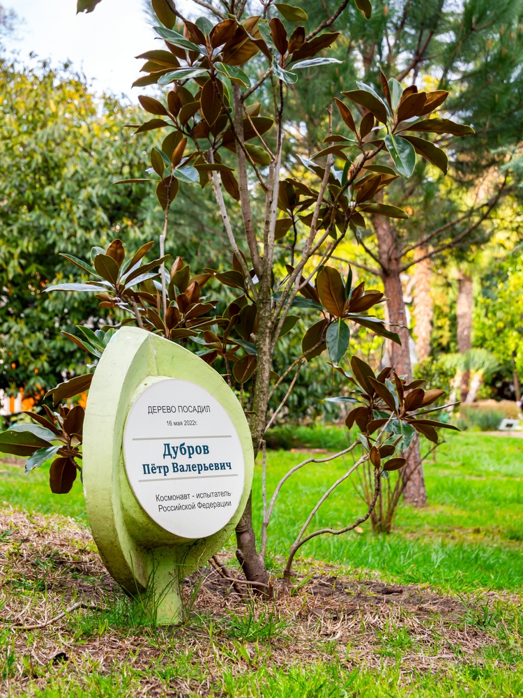 Поляна Дружбы в Ривьере и ее магнолии