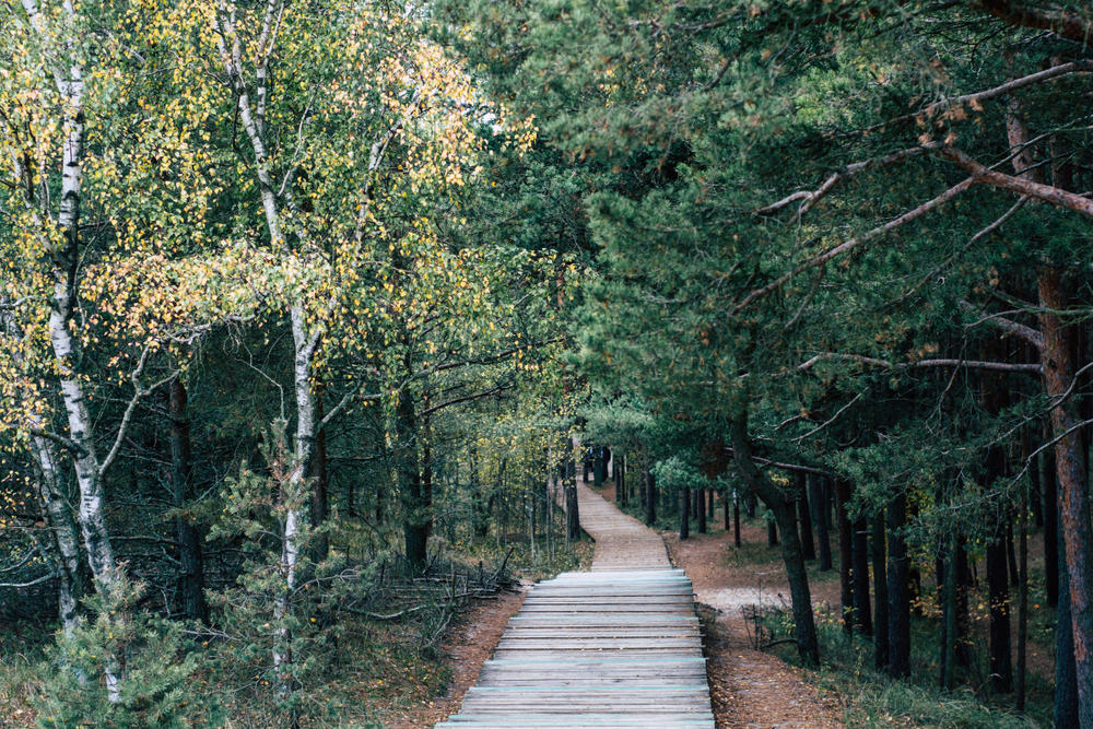 Тропинки в Куршской косе