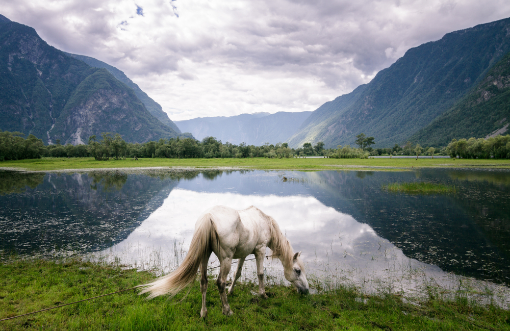 Лошадь на Телецком