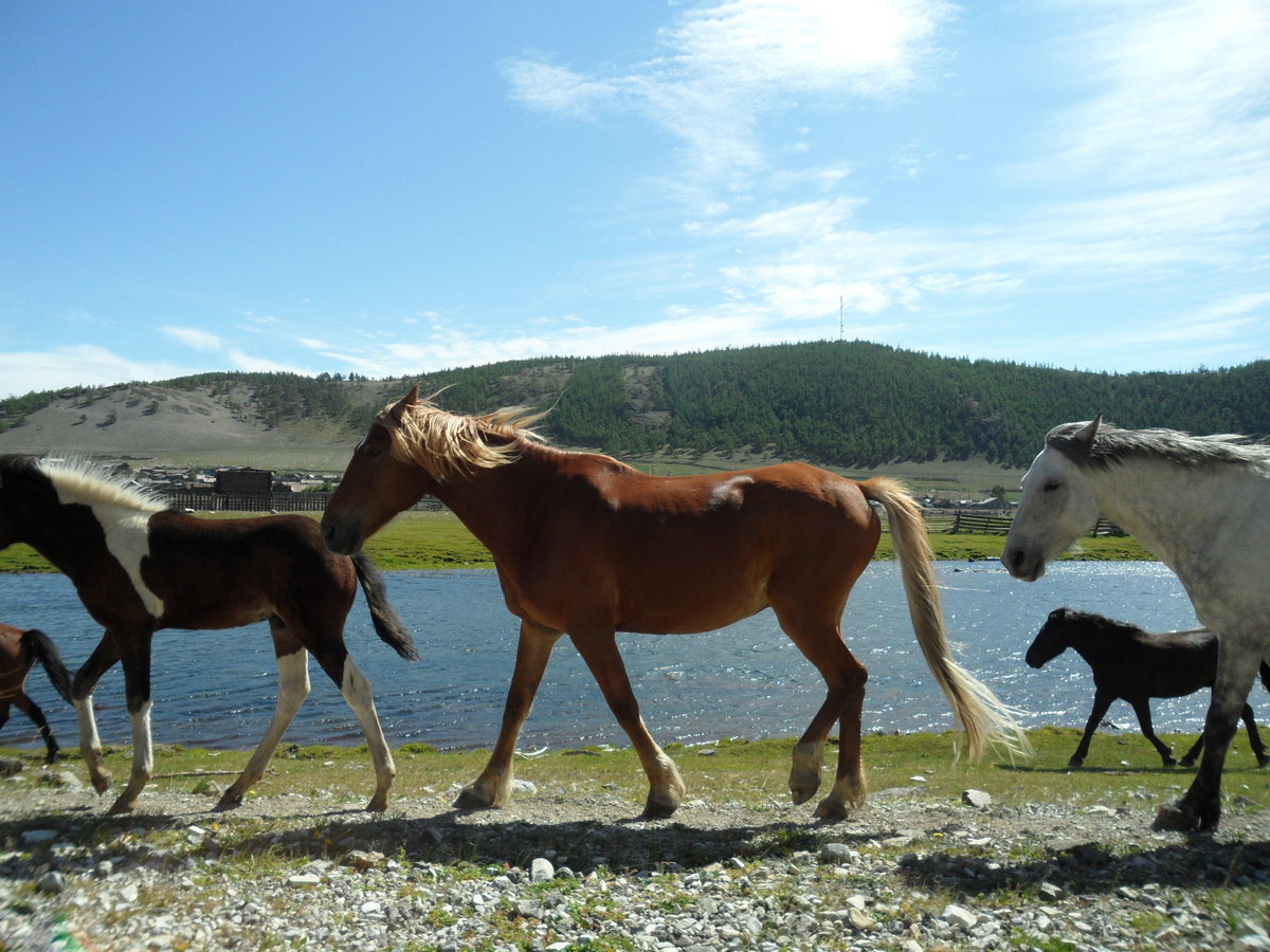 Фото лошадей на Байкале