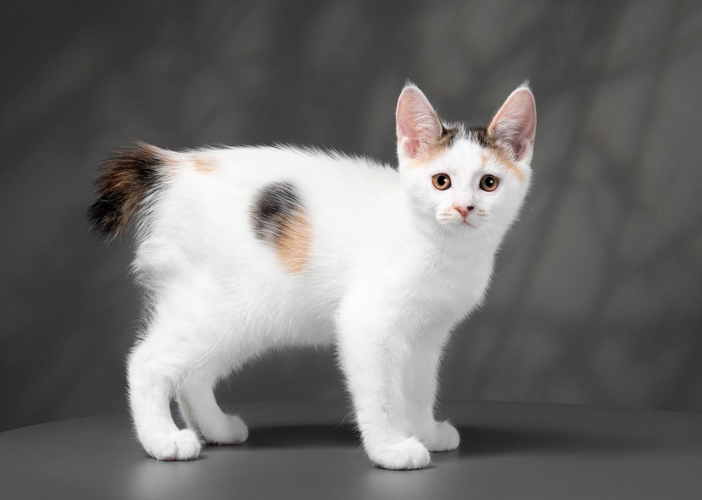 Умные породы кошек: ТОП-15 пород котов-вундеркиндов