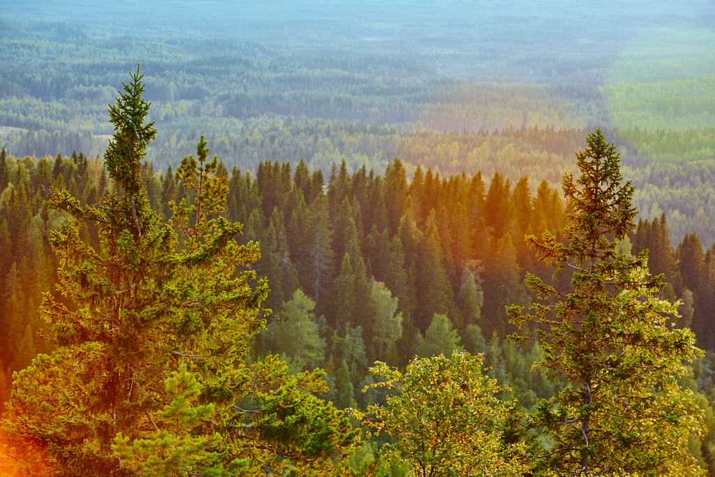 Вид на лесной массив с гор Карелии