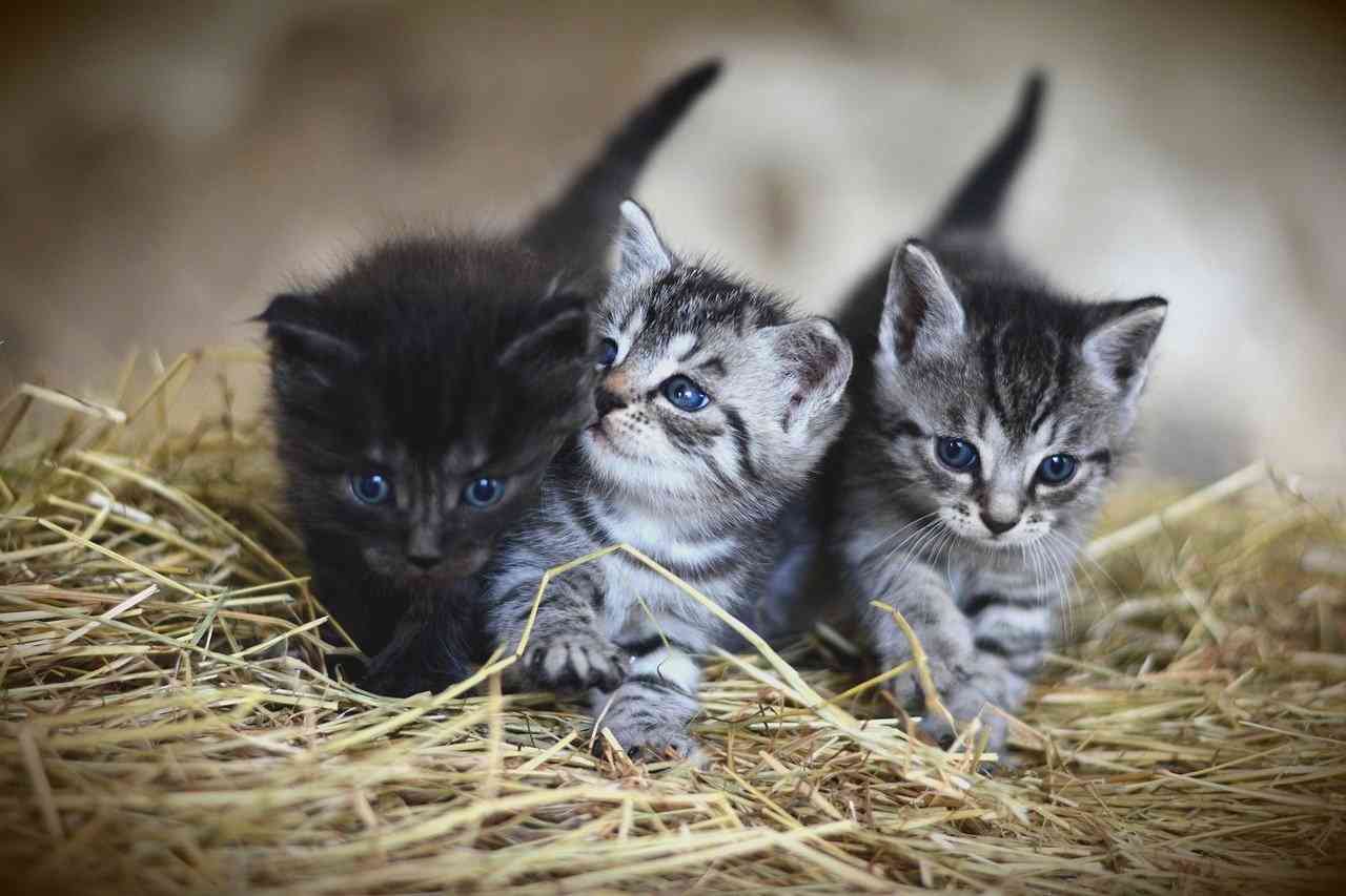 Три котенка лежат на соломе