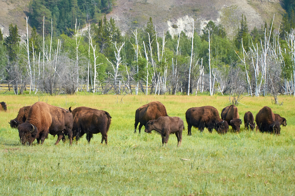 Бизоны на Ленских столбах в Якутии