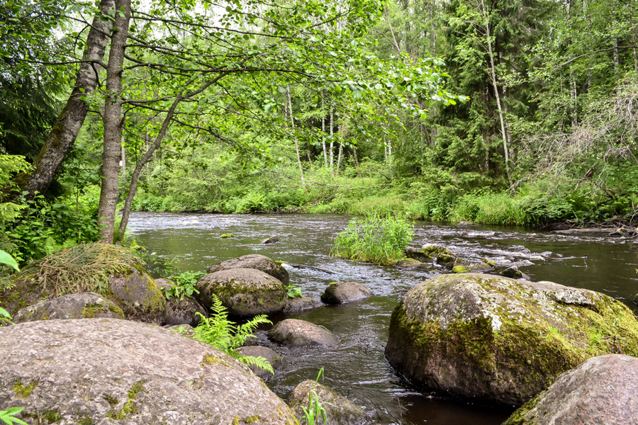 Природные достопримечательности Ленобласти - Линдуловская роща