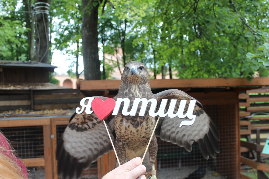Новгородский соколиный двор