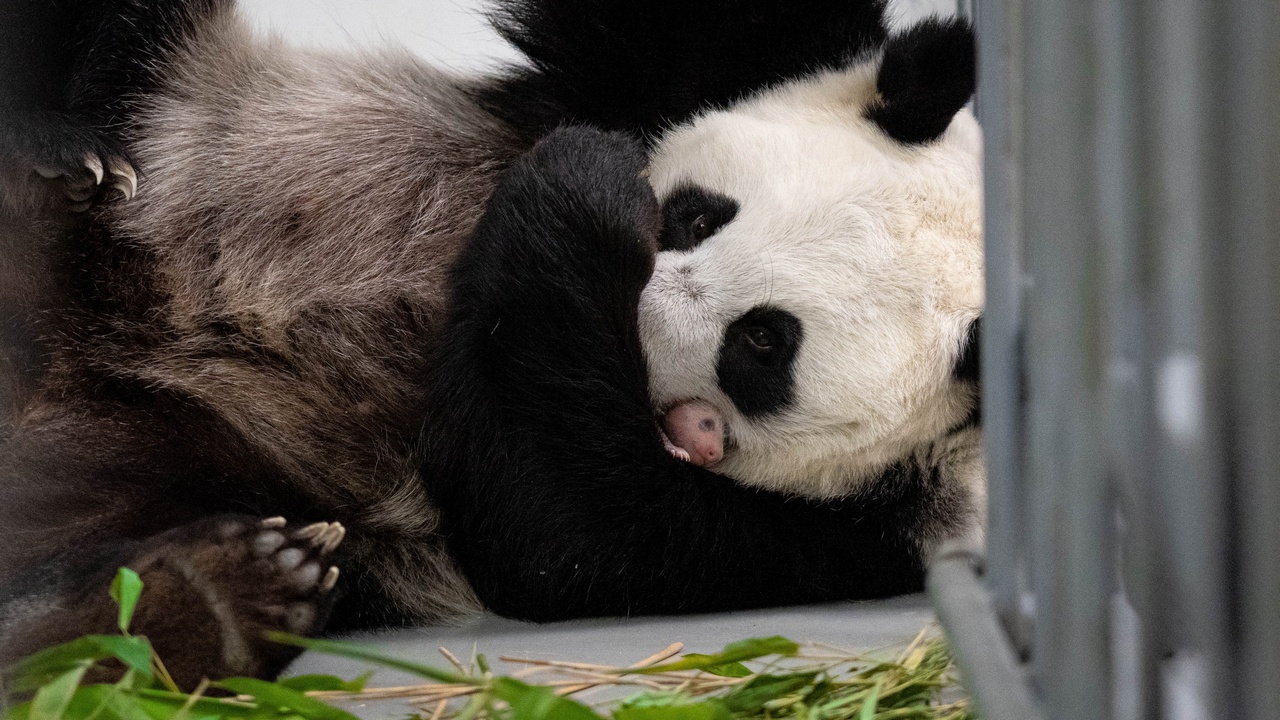 Фото детёныша панды в Московском зоопарке