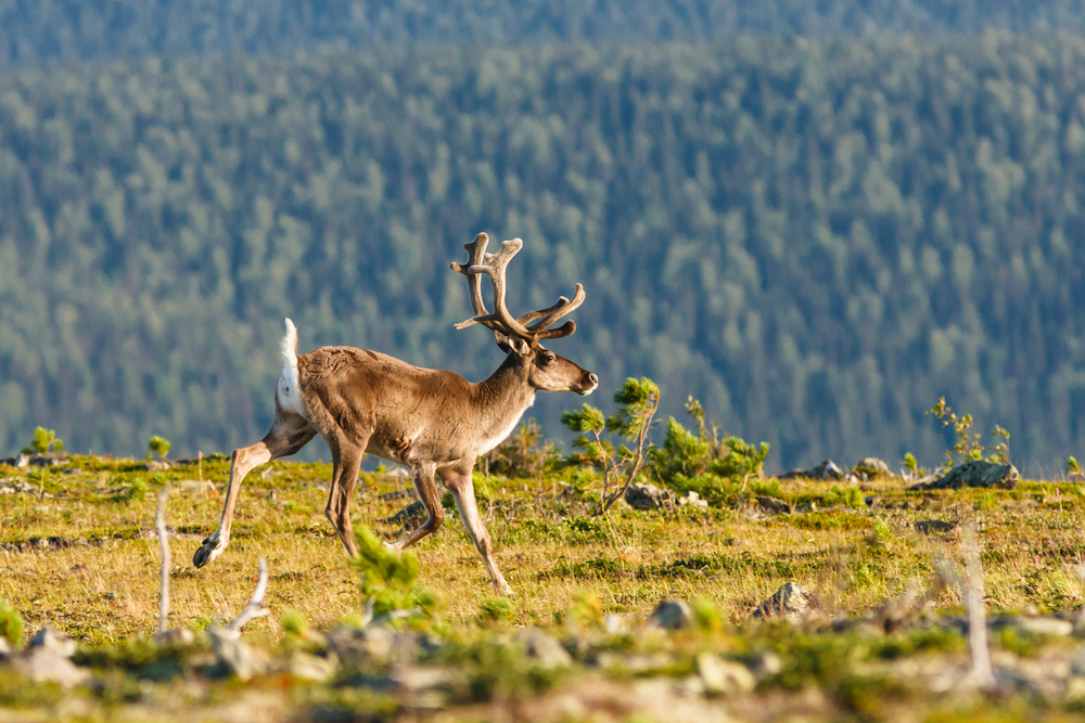 Печоро-Илычский заповедник на Урале