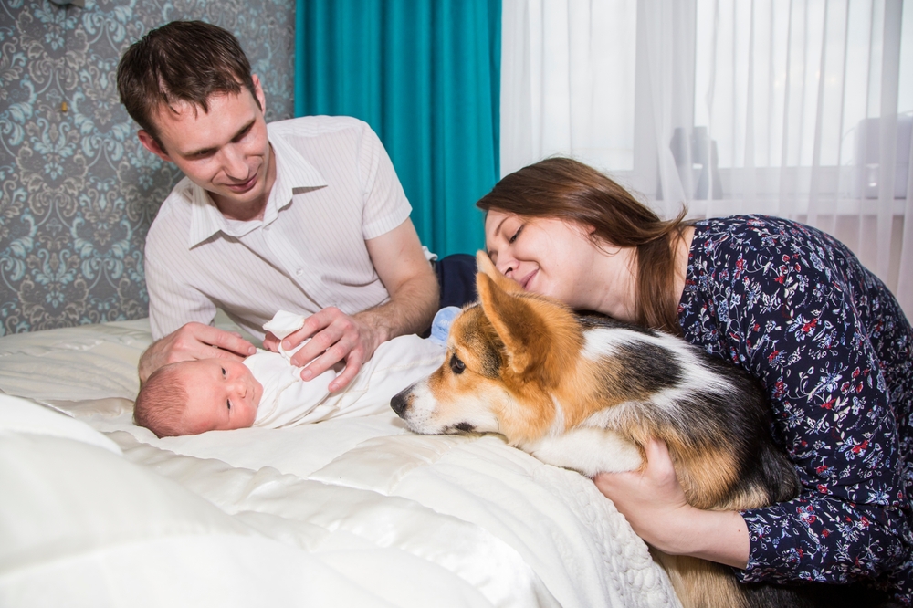 Как выбрать питомца по возрасту ребенка