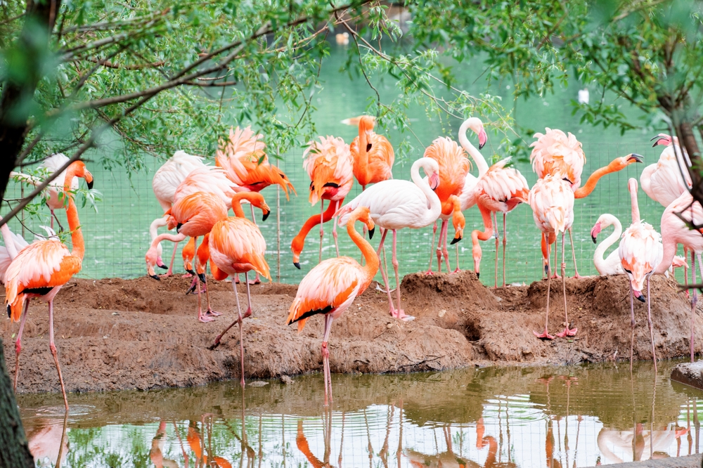 Розовые фламинго в Московском зоопарке