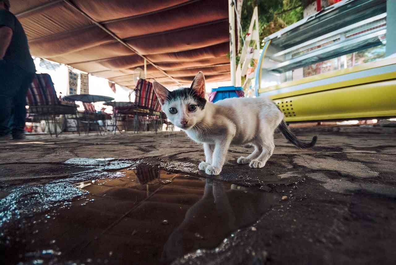 Маленький жалкий котенок возле лужи на улице