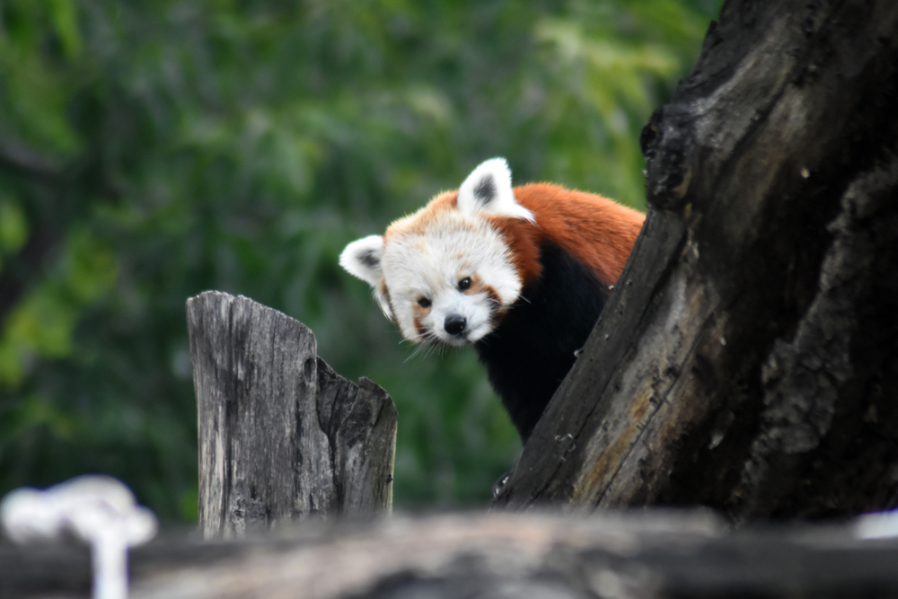 Красная панда в зоопарке в Москве