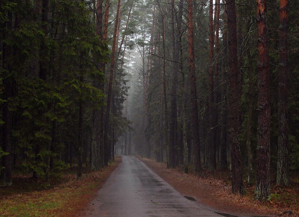 Фото дороги в Беловежской пуще