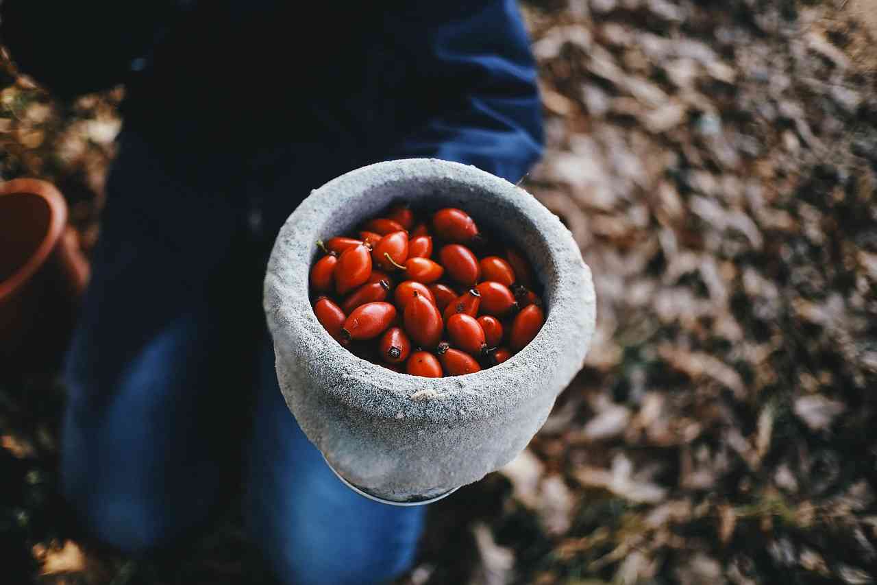 Каменная чашка плодов шиповника