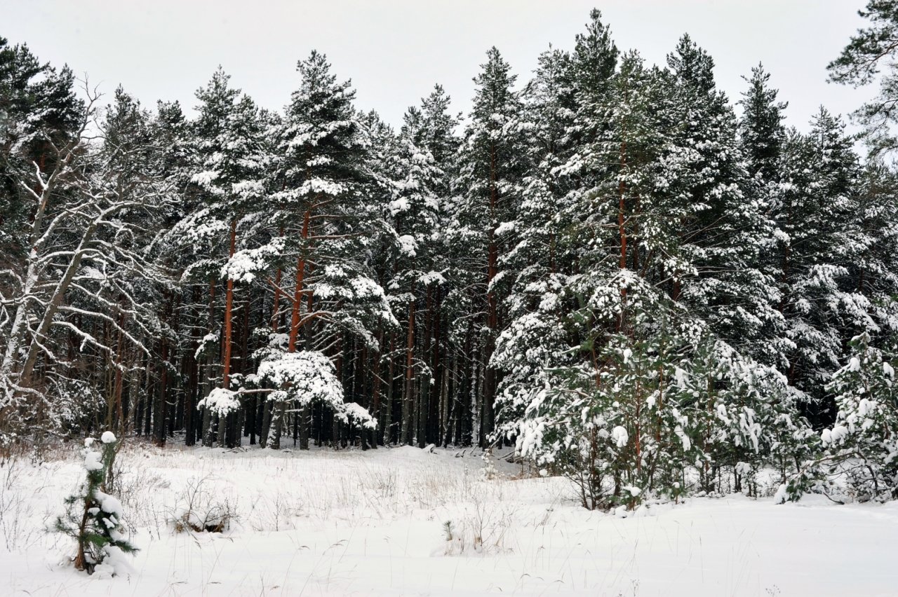 Росситтенский лес фото зимой