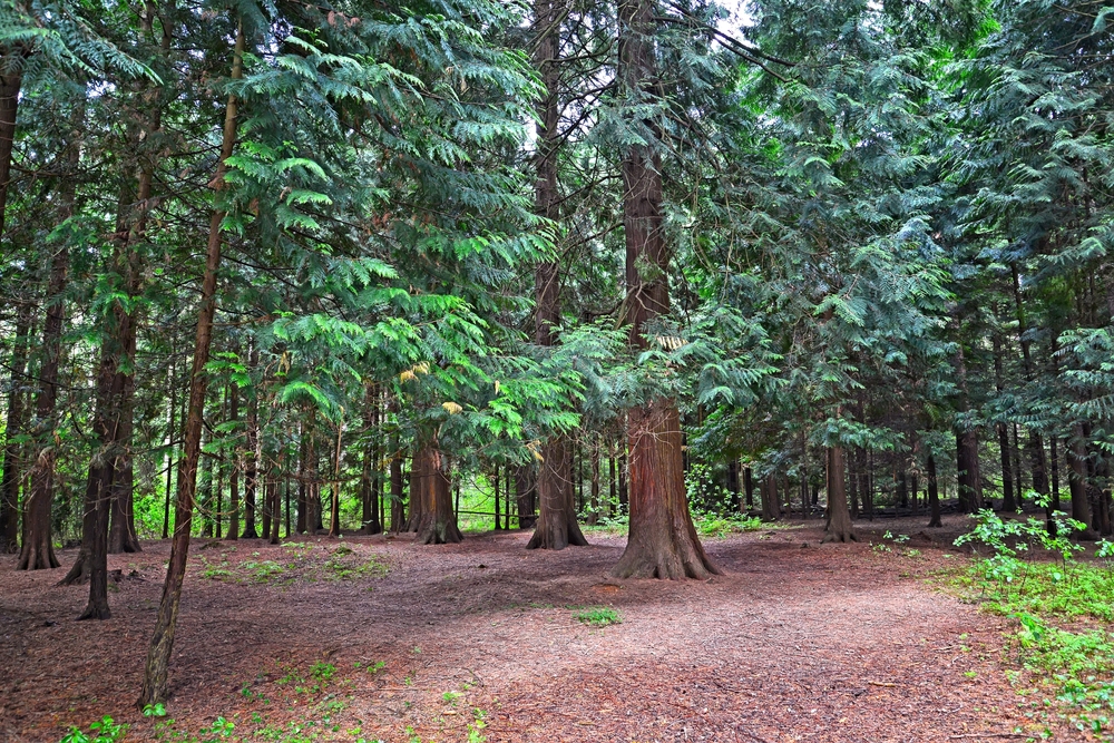 Экотропа Королевский бор на Куршской косе