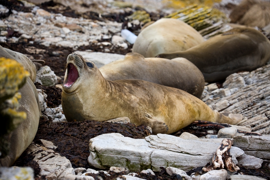 Тюлени на Фолклендских островах