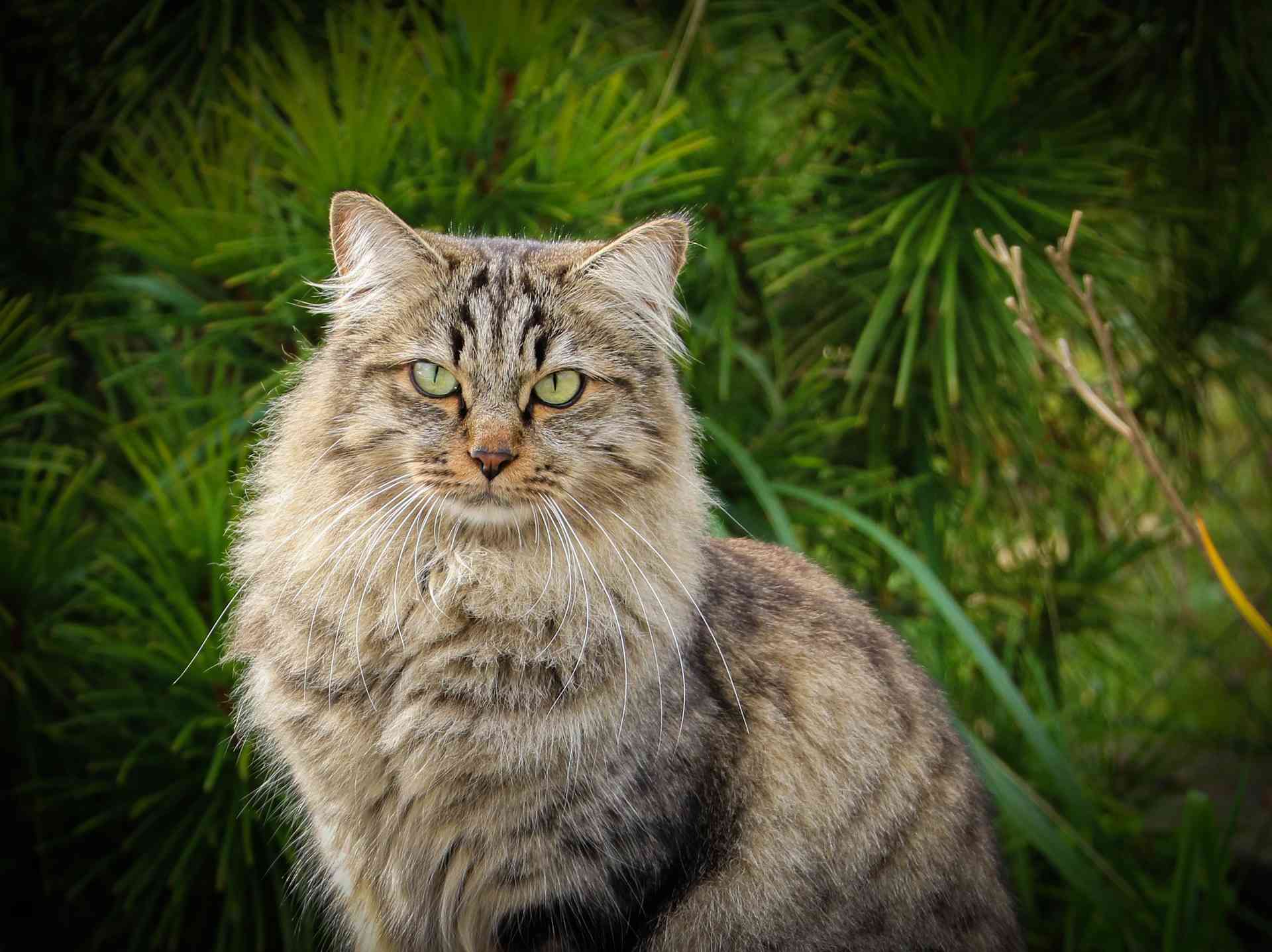 полудлинношёрстная сибирская кошка