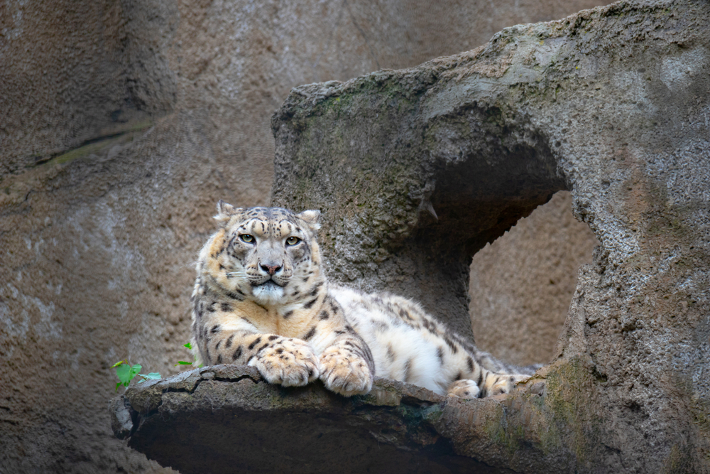 Снежный леопард в зоопарке в Москве