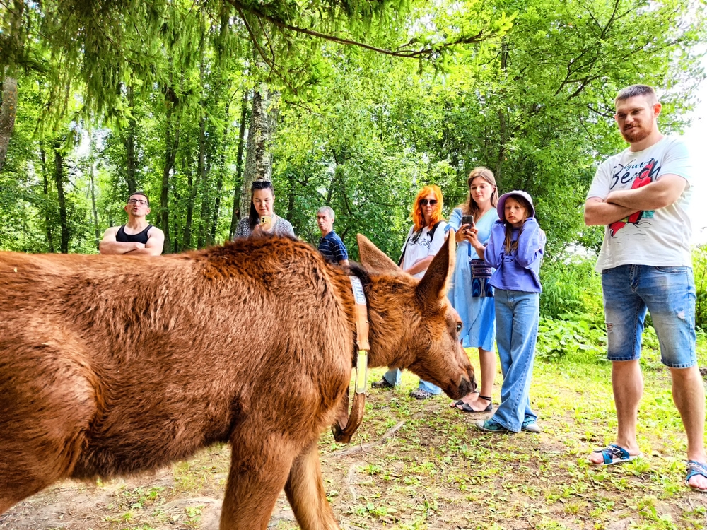 Сумароковская лосиная ферма рядом с Костромой