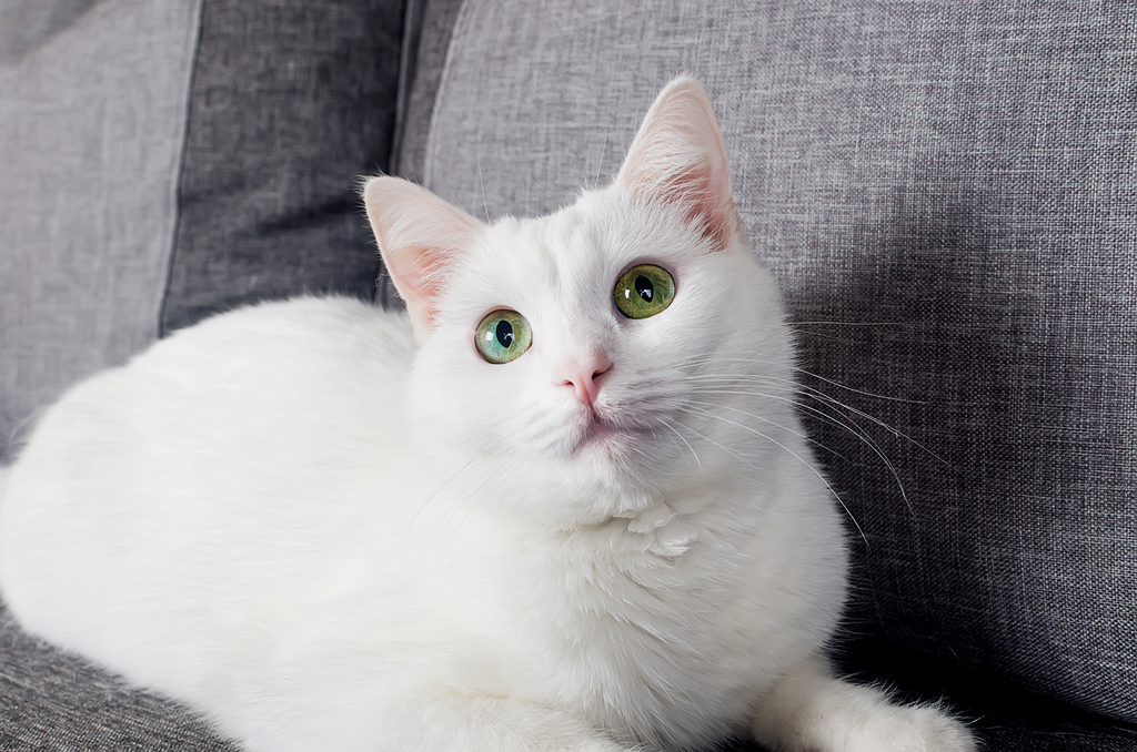 Турецкая ангора белая кошка